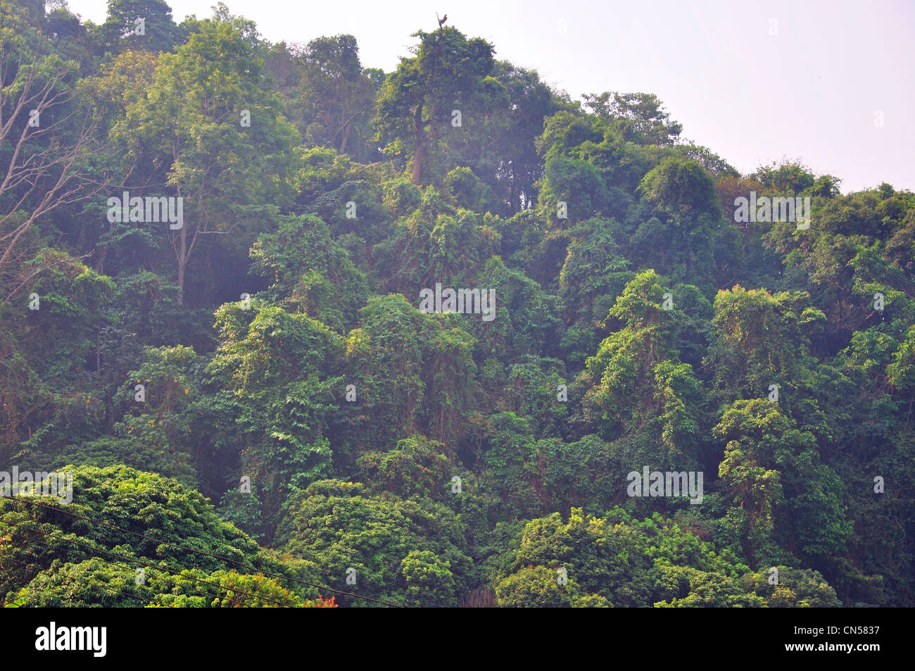 Regenwald am Hügel Stämme Dorfmuseum und Gärten, in der Nähe von Chiang Mai, Provinz Chiang Mai, Thailand Stockfoto