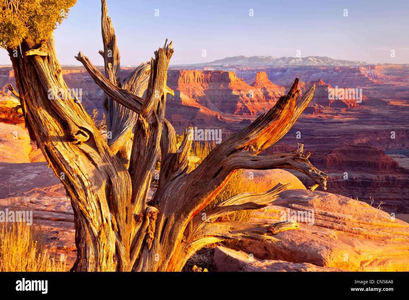 Alten verwitterten Baum mit Blick auf Canyonlands National Park bei Sonnenuntergang, Utah USA Stockfoto