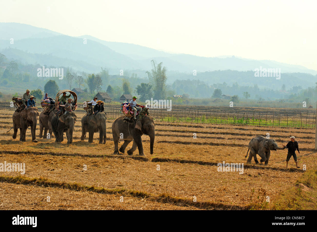 Laos, Sainyabuli Provinz, Hongsa, Wandern Sie auf Elefanten zurück in Reisfeldern Stockfoto