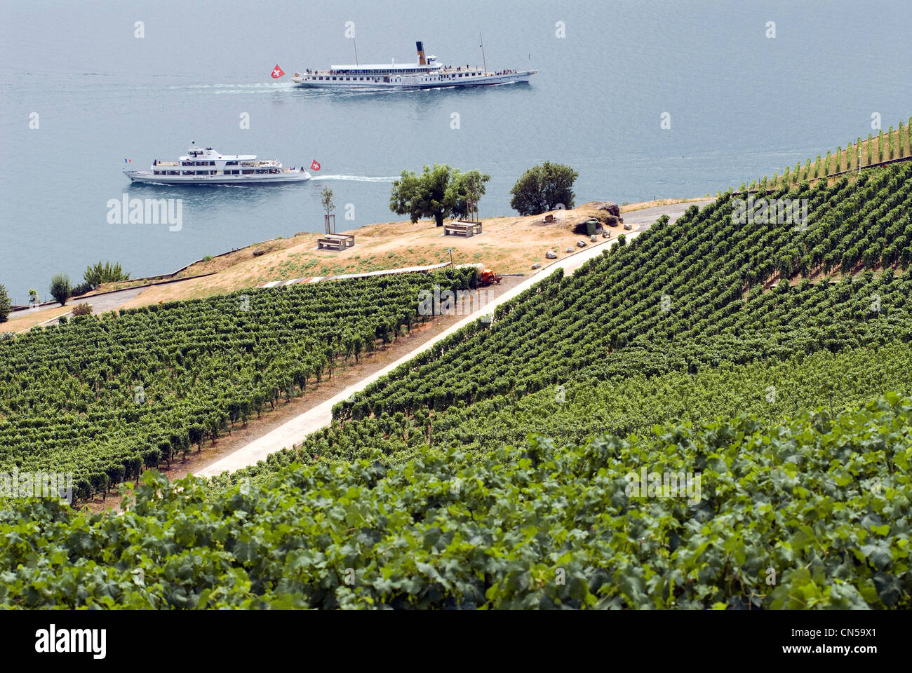 Schweiz, Kanton Waadt, Lavaux Weinbergterrassen des Weltkulturerbes der UNESCO, reicht es von Montreux nach Lausanne 32km Stockfoto