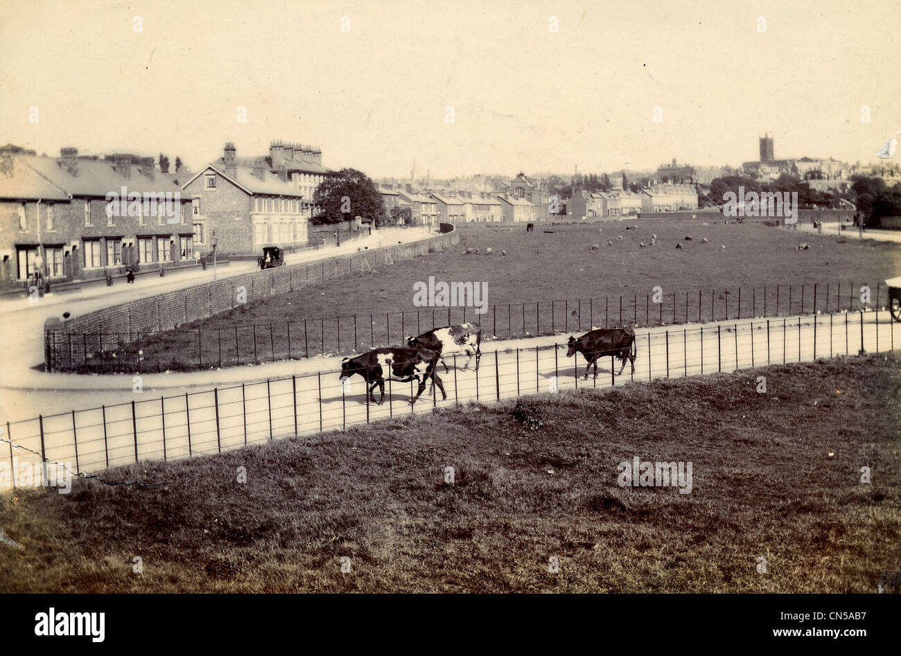 Kühe zu Fuß entlang der Newhampton Straße, Wolverhampton, c 1910. Stockfoto