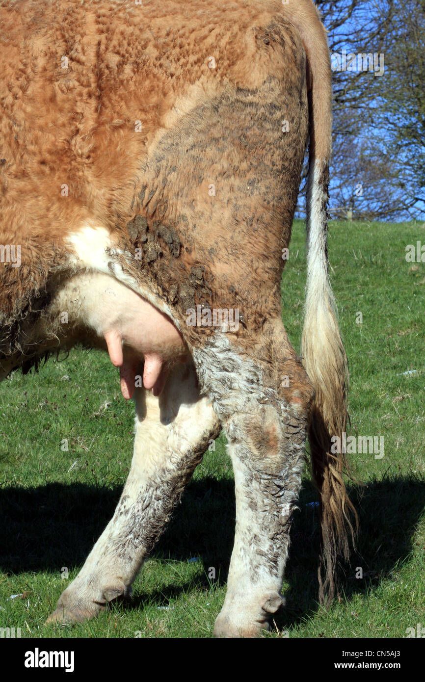 In der Landwirtschaft für die Milchproduktion in der Landwirtschaft verwendeten Milchvieh Stockfoto