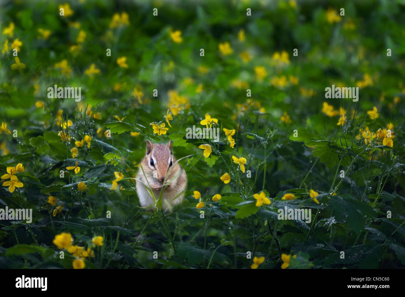 ein Streifenhörnchen in einem Feld von gelben Wildblumen Stockfoto