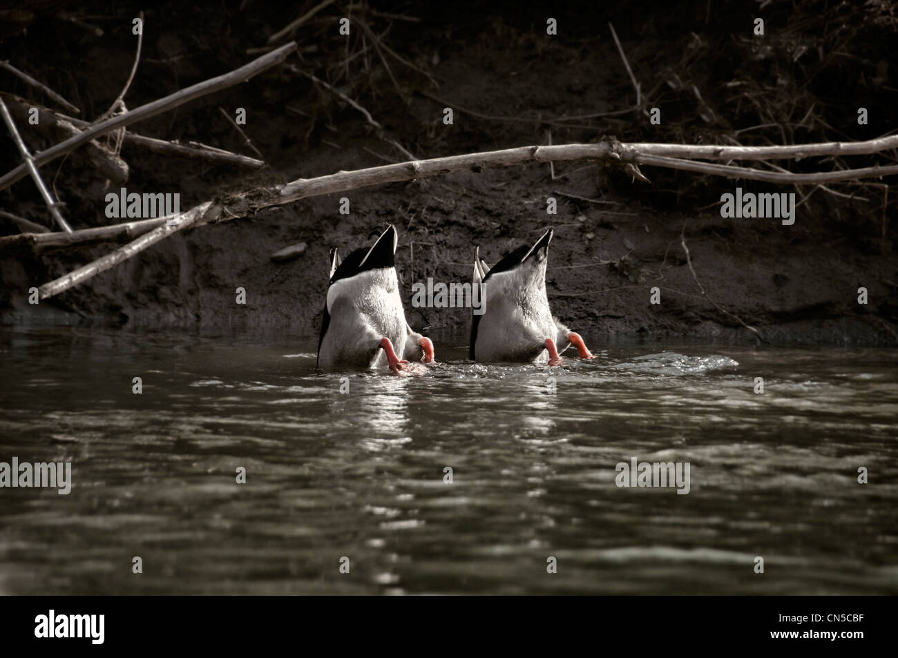 zwei Enten Tauchen Unterwasser für Lebensmittel Stockfoto