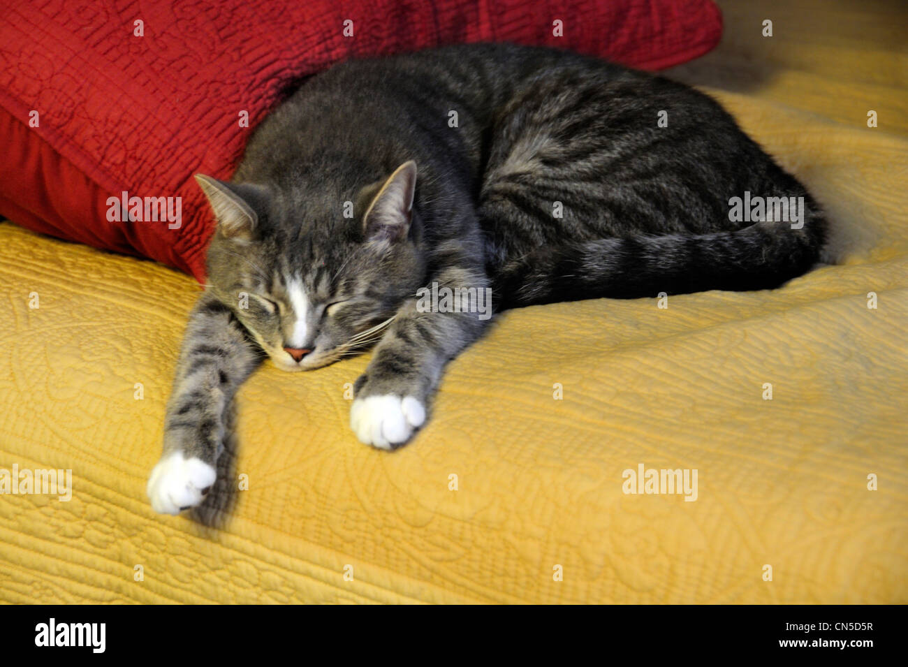 Tabby Katze schläft auf dem Bett schlafen Stockfoto