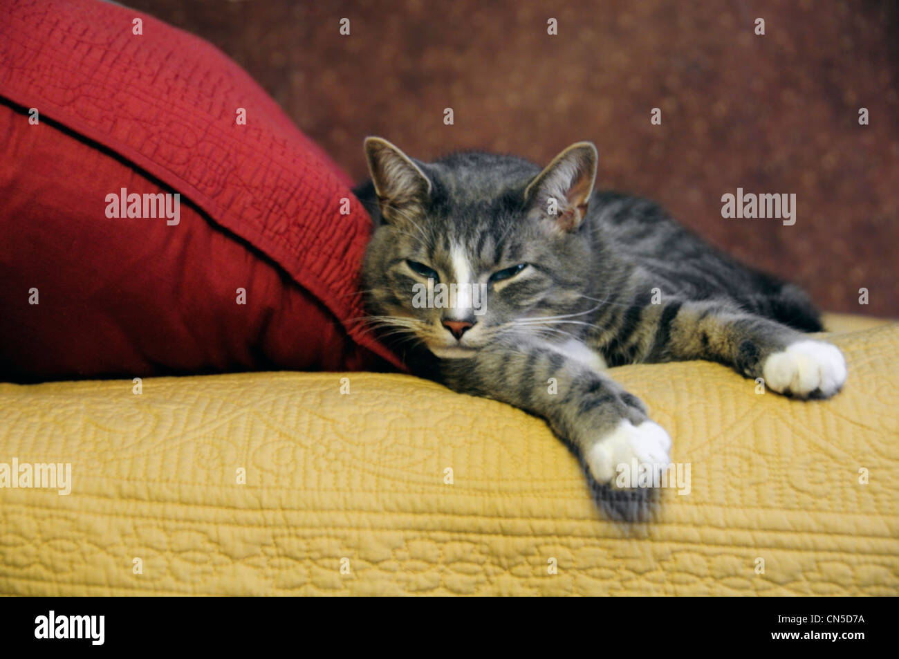 Tabby Katze beim Einschlafen Stockfoto
