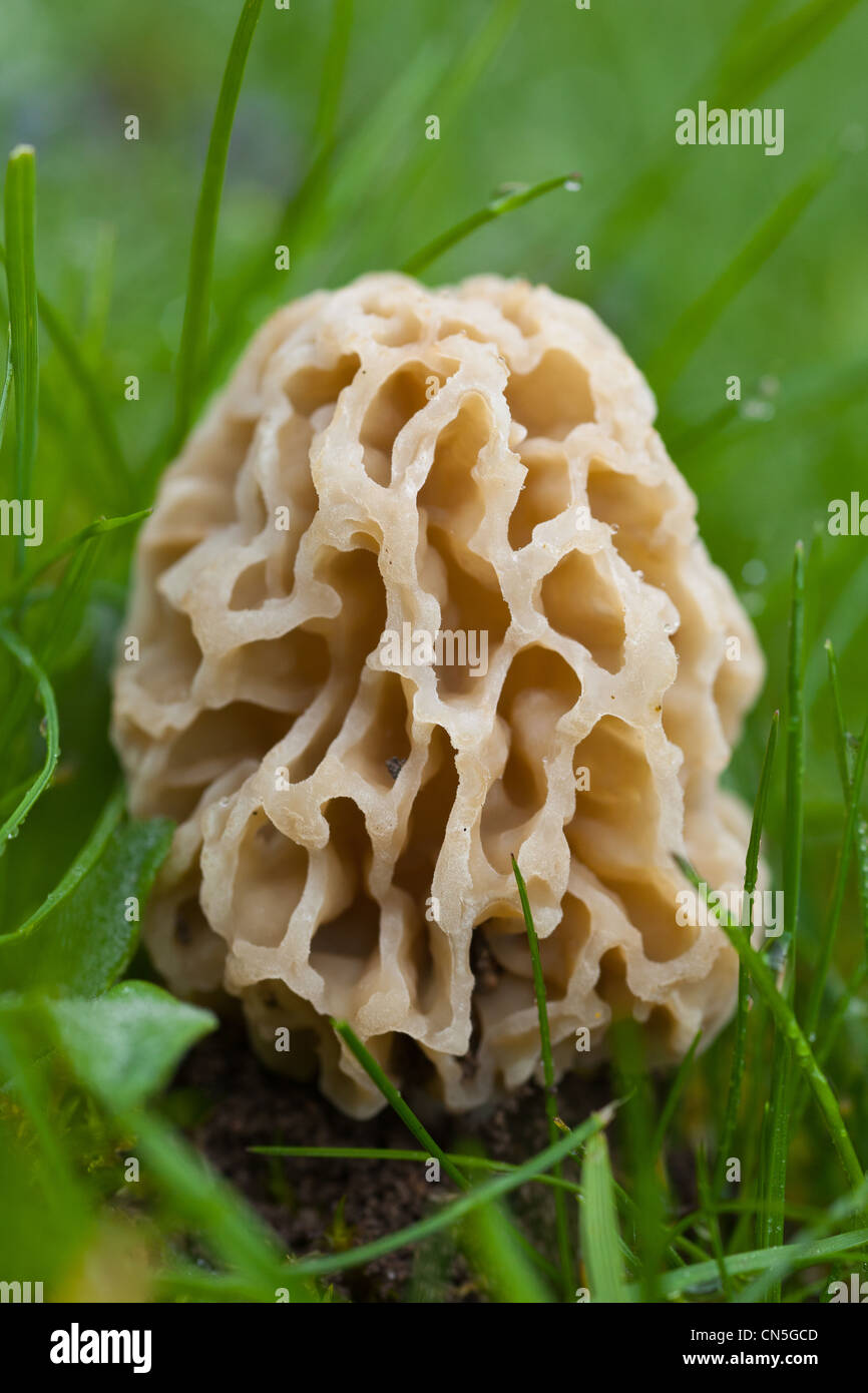 Frankreich, Eure, Morcheln (Morchella Vulgaris oder Esculenta) Stockfoto