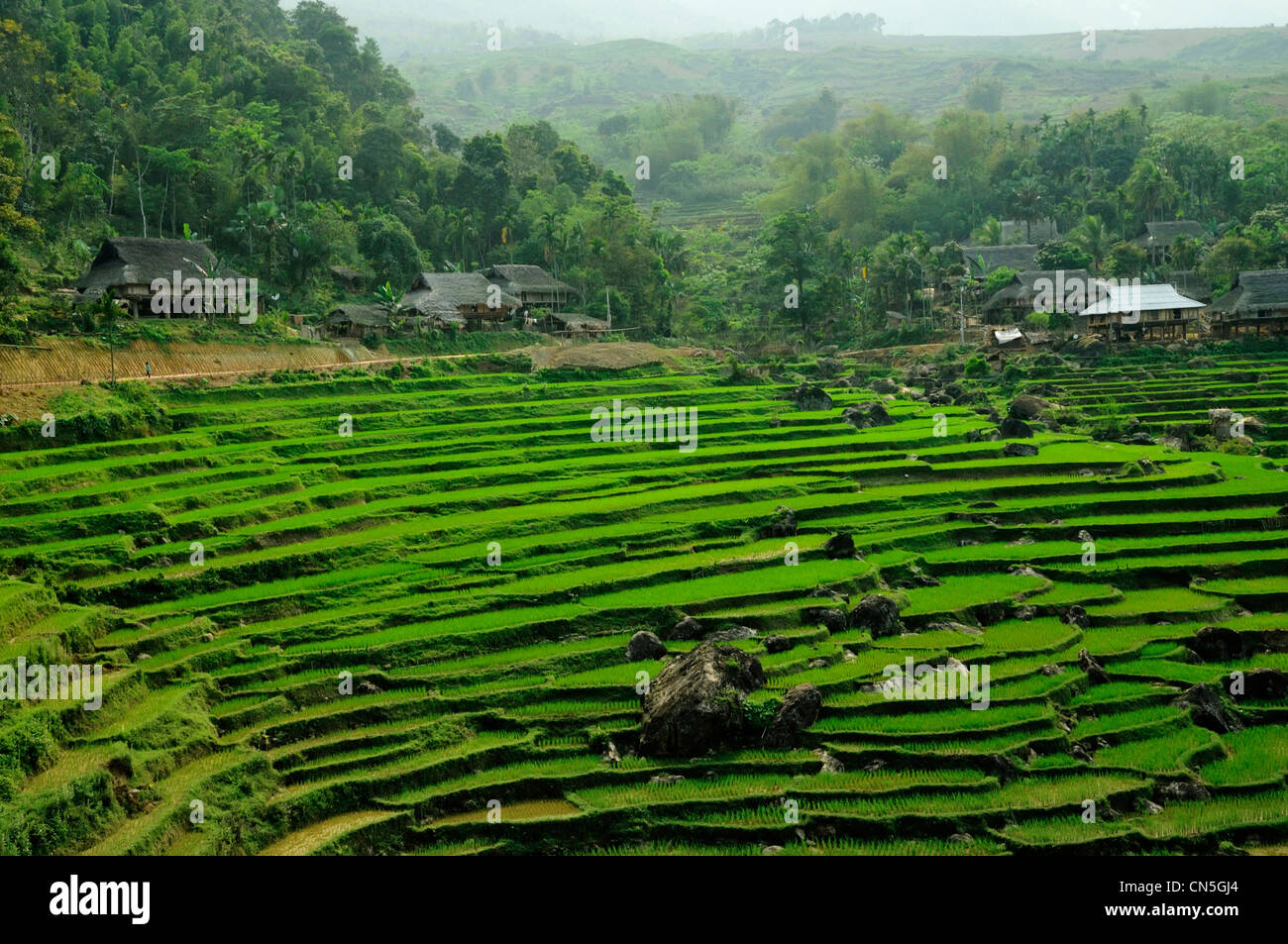 Vietnam, Ninh Binh Province, Cuc Phuong Nationalpark, Ban Hieu, terrassierten Reisfelder Stockfoto