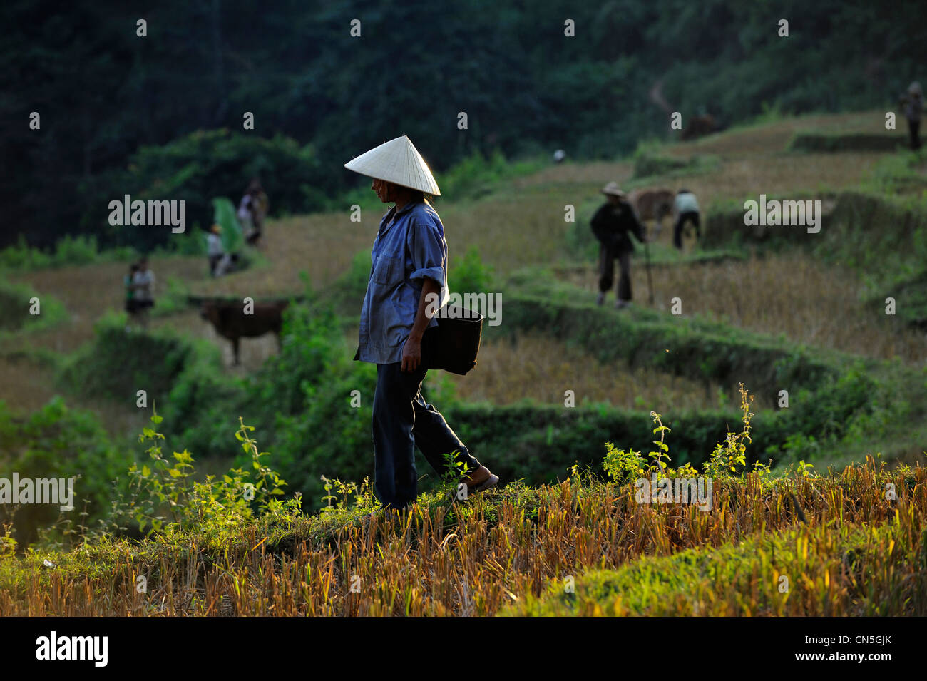 Vietnam, Ninh Binh Province, Cuc Phuong Nationalpark, Ban Hieu, Menschen von Thai ethnischen Gruppe arbeiten in terrassierten Reisfeldern Stockfoto