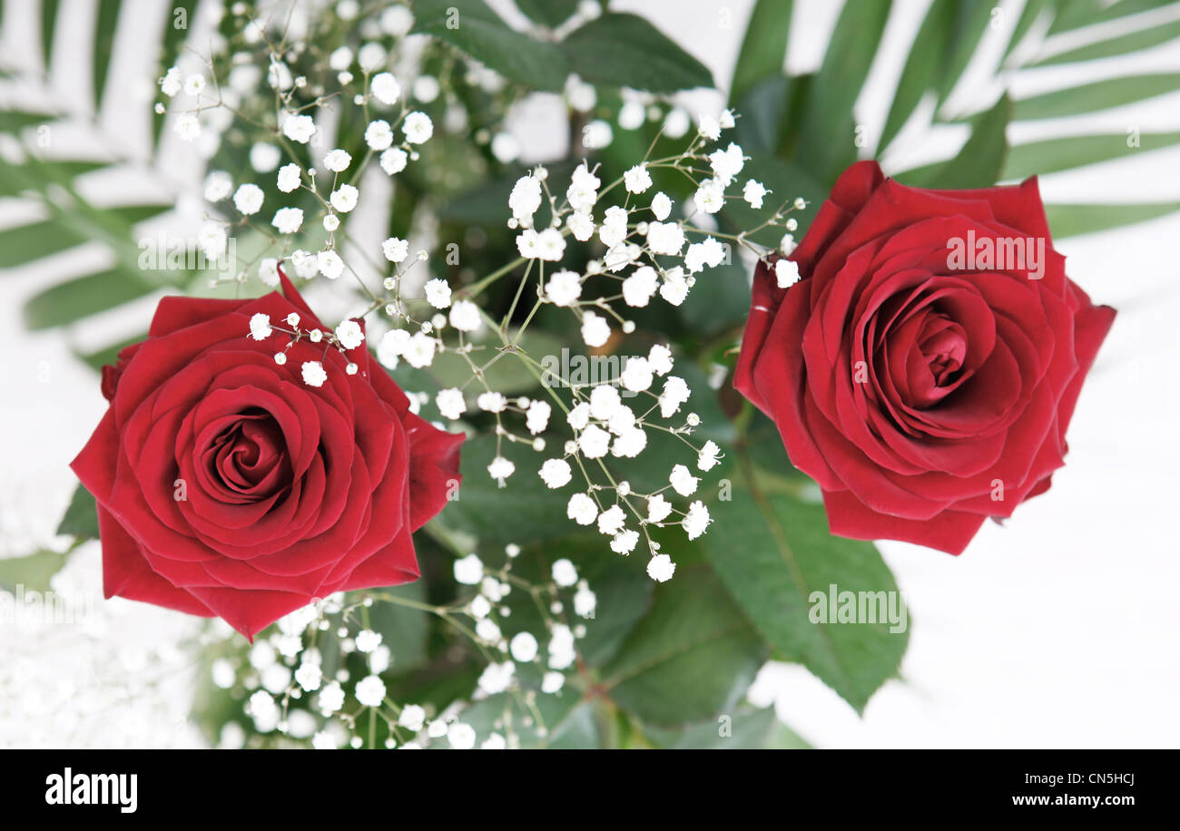 Rote Rosen. Zwei rote Rosen Strauß Stockfoto