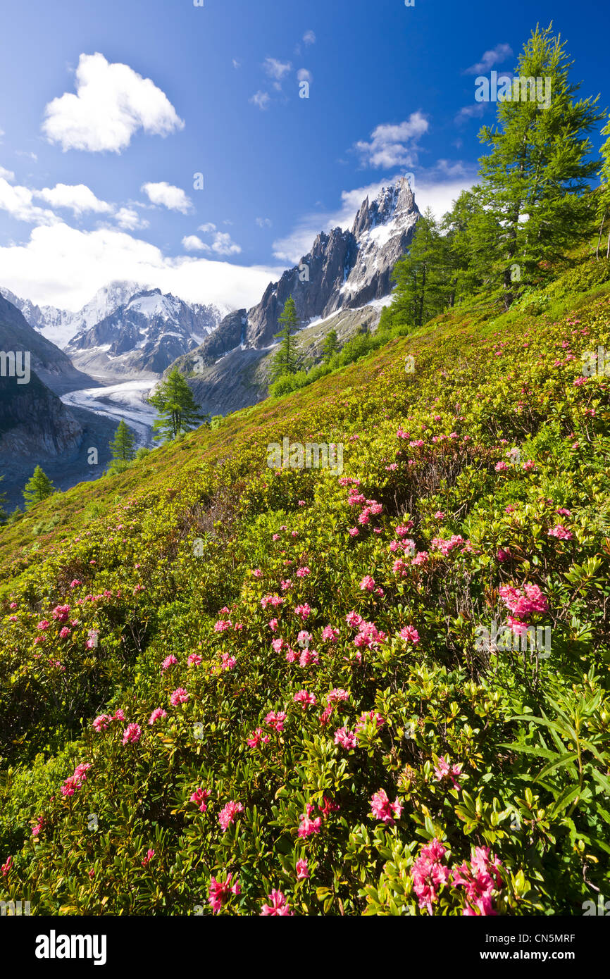 Frankreich, Haute Savoie, Chamonix-Mont-Blanc, Le Montenvers mit Rhododendren mit Blick auf das Mer de Glace, der Aiguille bedeckt Stockfoto