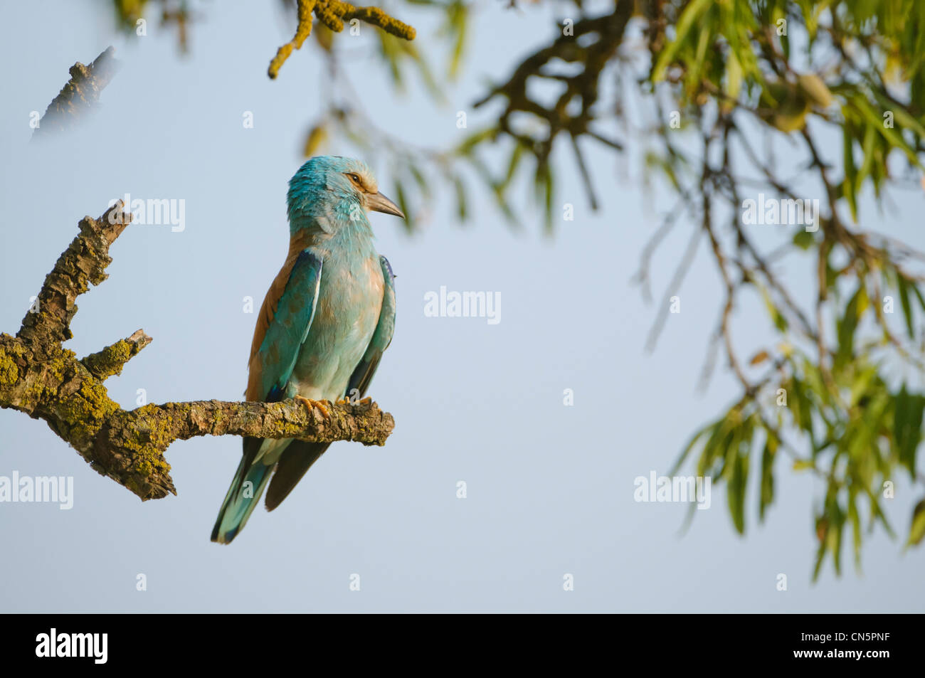 Blauracke (Coracias Garrulus) auf Überwachung Barsch in der Nähe des Nestes, Spanien Stockfoto