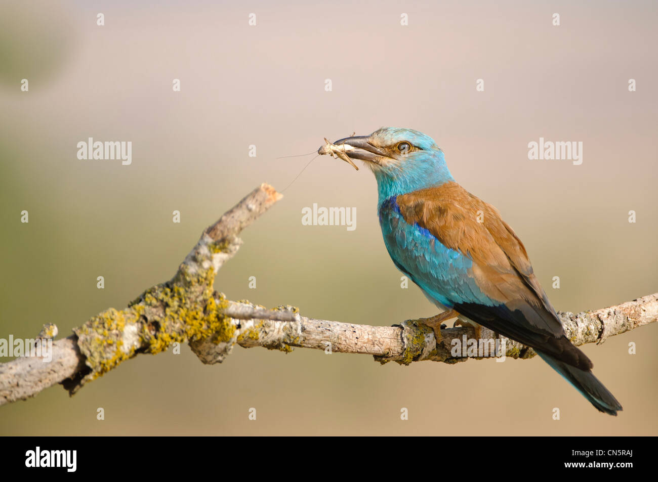 Blauracke (Coracias Garrulus) auf Überwachung Barsch in der Nähe des Nestes, Spanien Stockfoto