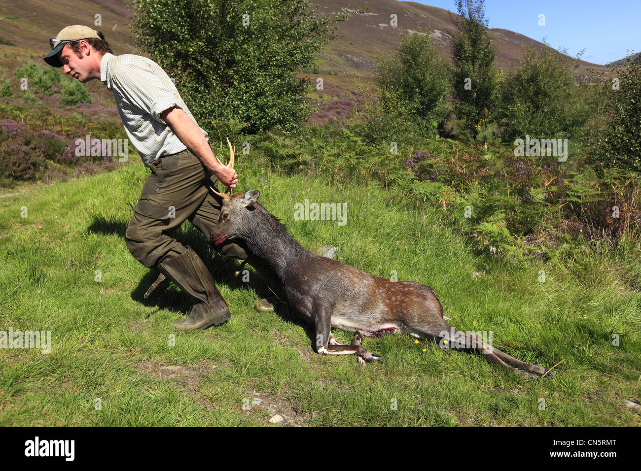 Großbritannien, Schottland, Highland, Stalking Sika Hirschjagd in Privatbesitz Stockfoto