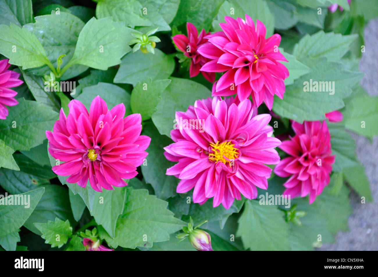 Rosa Dahlien-Blüten im Sommer Stockfoto