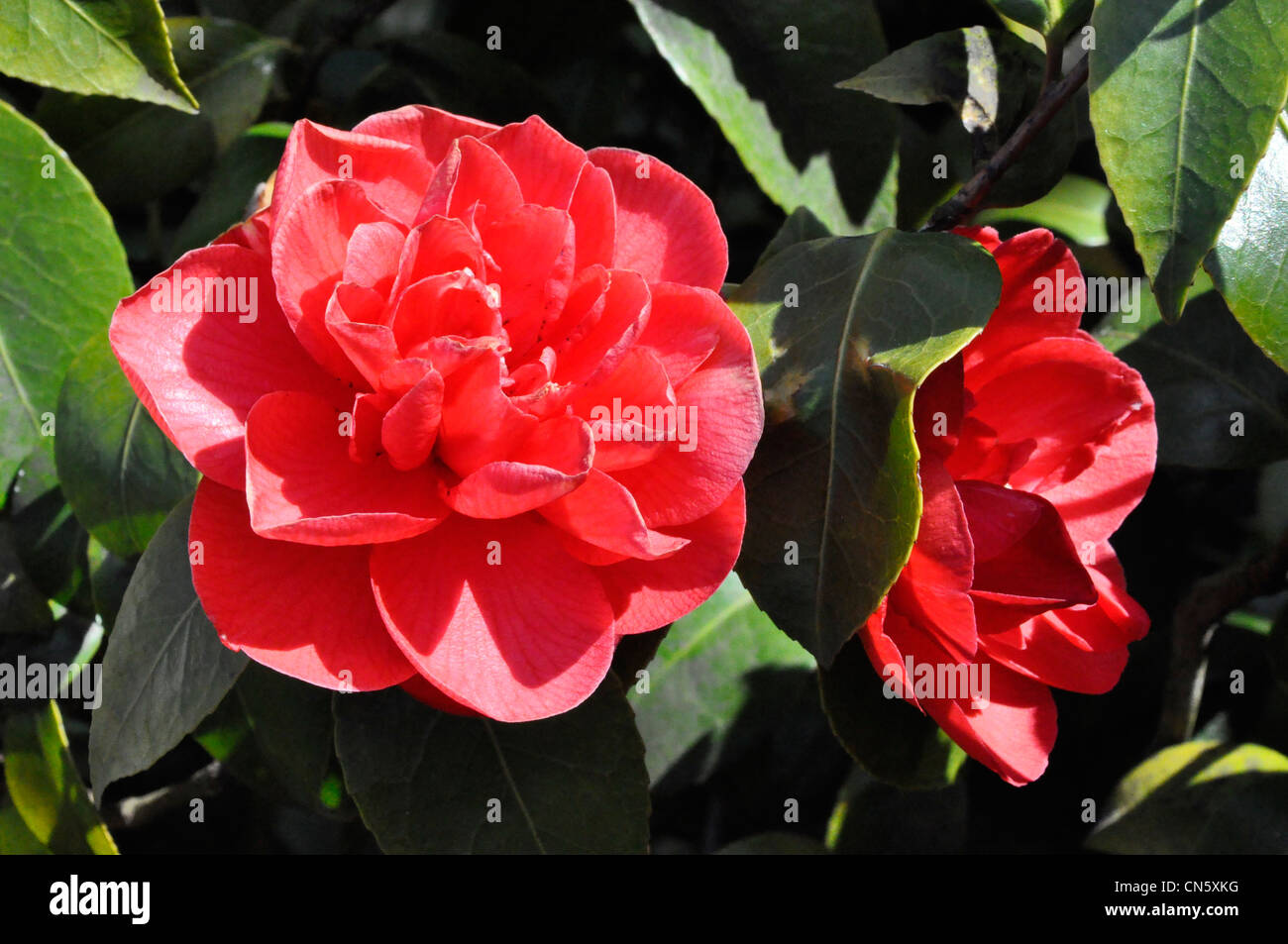 Rote Kamelien in Blume Frühlingssonne Stockfoto