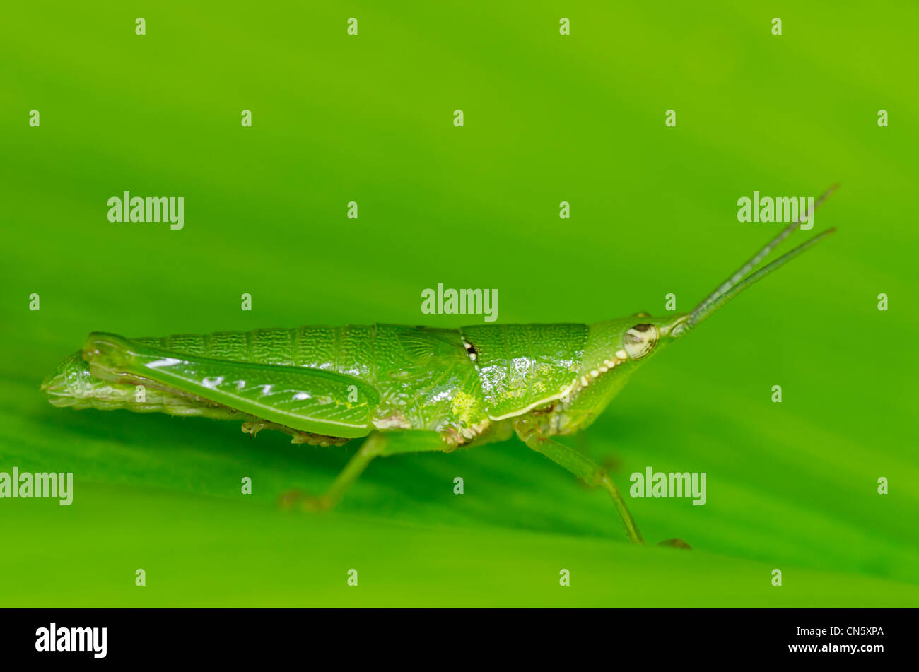Heuschrecke in grünes Blatt in der grünen Natur Stockfoto