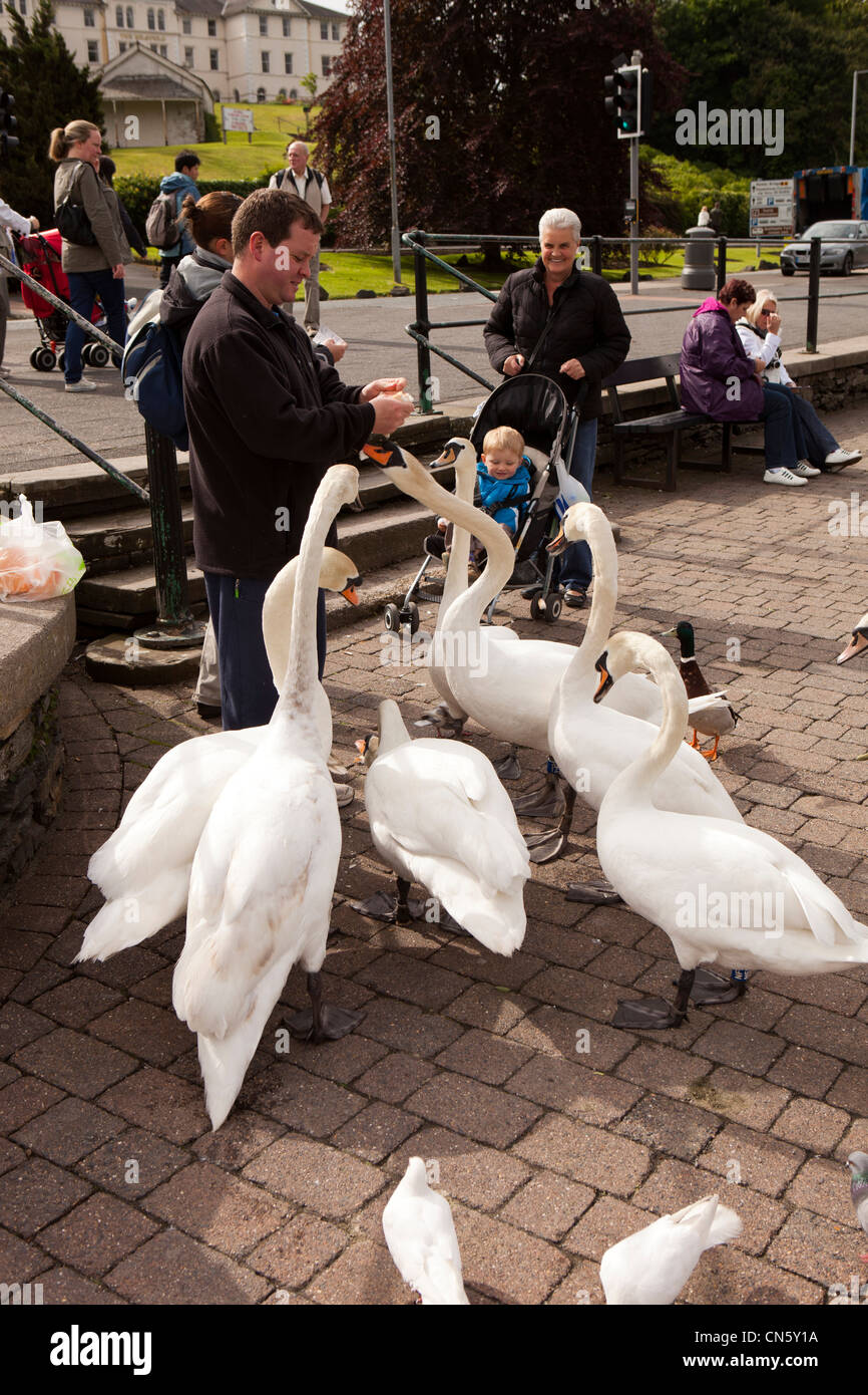 UK, Cumbria, Bowness auf Windermere, Mann Handanlage Brot Schwäne am Ufer Sees Stockfoto