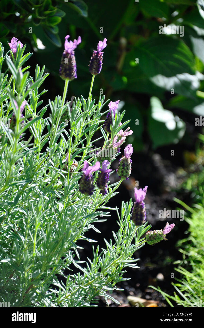 Französische Lavendelblüten im Sonnenschein Stockfoto