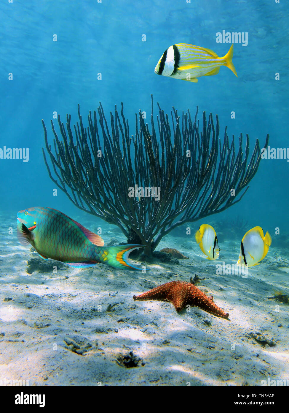 Unterwasser Meer bunte Fische mit einem Seestern und Meer Stab Korallen auf sandigen Meeresboden, Karibik Stockfoto