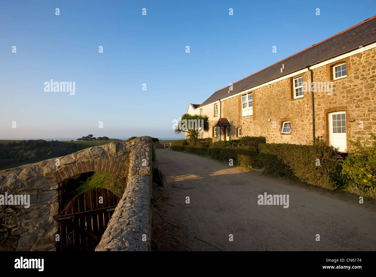 Vereinigtes Königreich, Kanalinseln, Herm Island, Kühe auf Wiesen Stockfoto