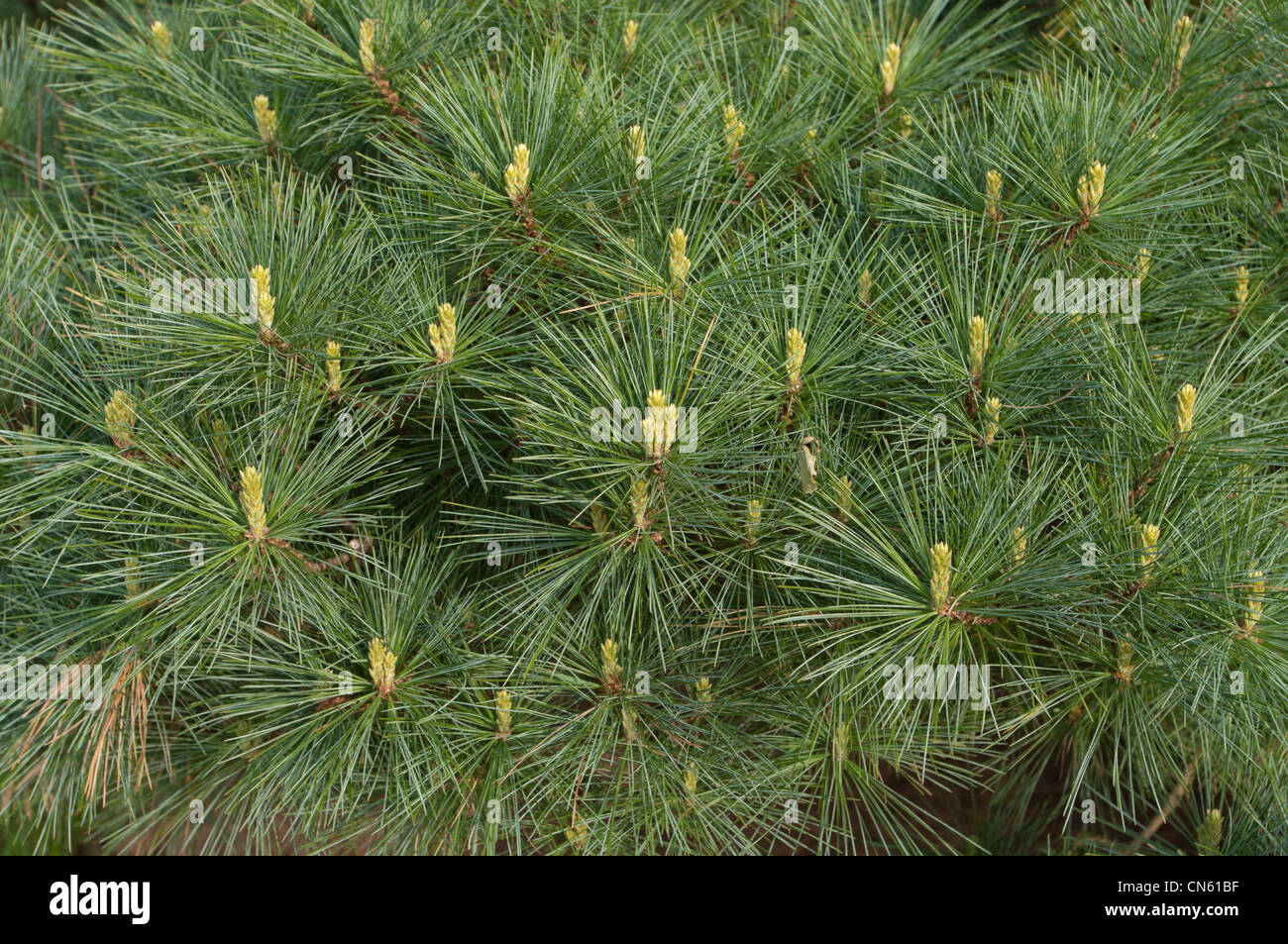 Nahaufnahme einer Pinus Strobus oder Weymouth Tanne Stockfoto Nahaufnahme einer Pinus Strobus oder Weymouth Tanne Stockfoto
