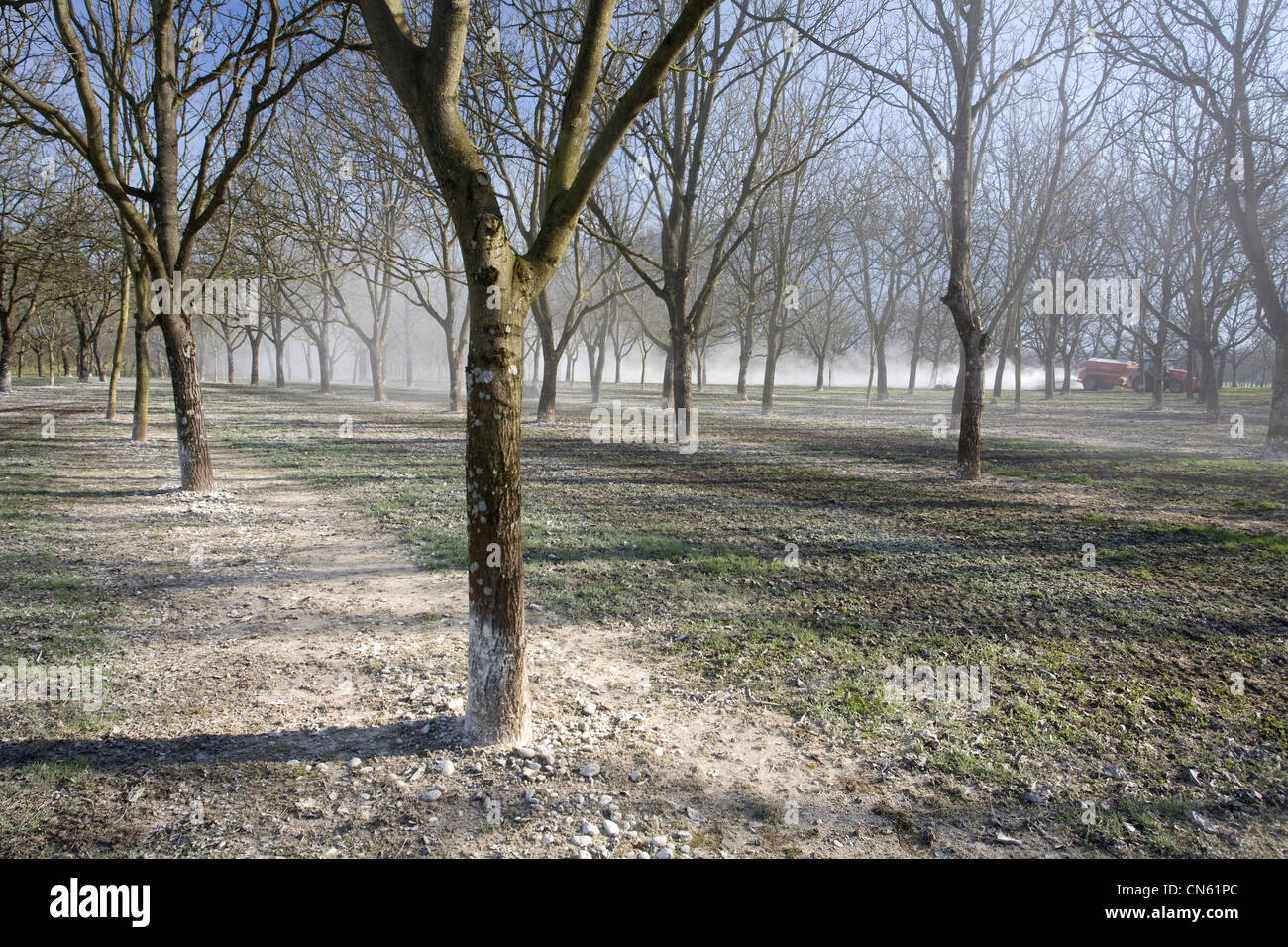 Frankreich, Isere, South Gresivaudan, Nussbäume in einem Feld der Anwendung von Kalk auf dem Gebiet der AOC Walnüsse Stockfoto