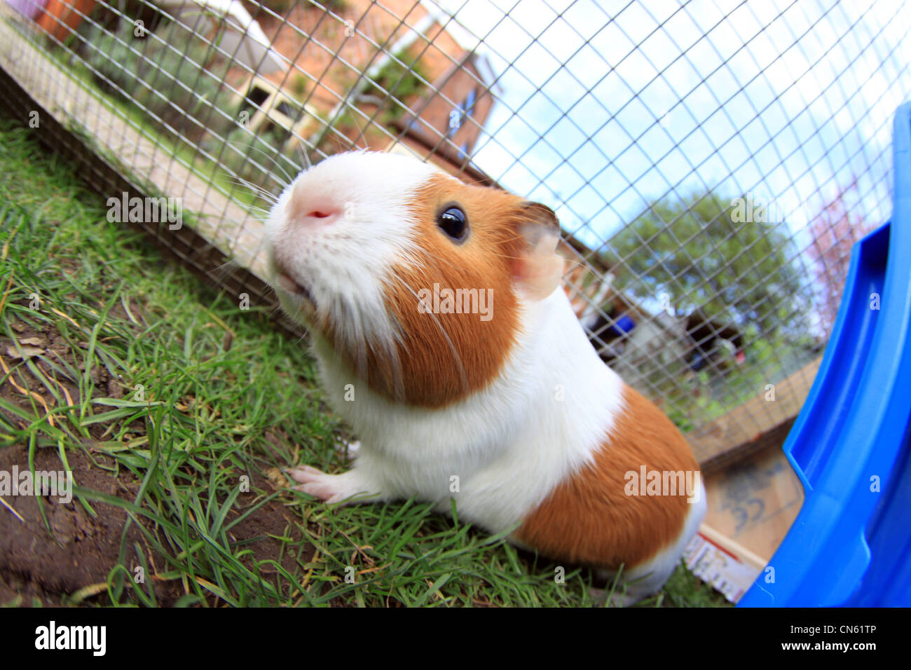 Meerschweinchen-Run in Garten Stockfoto
