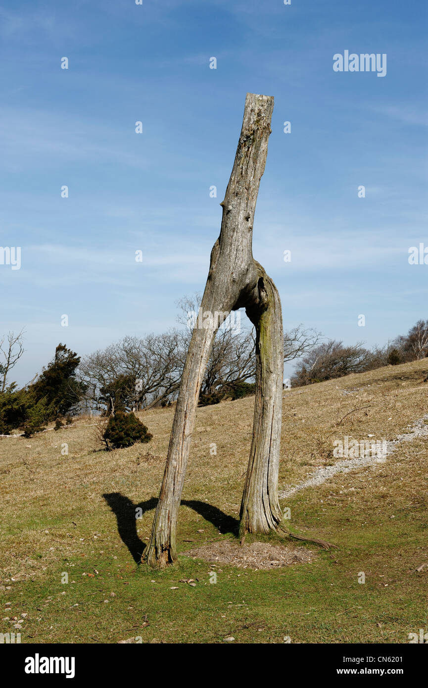 Buchstabe H-förmigen Baum Stockfoto