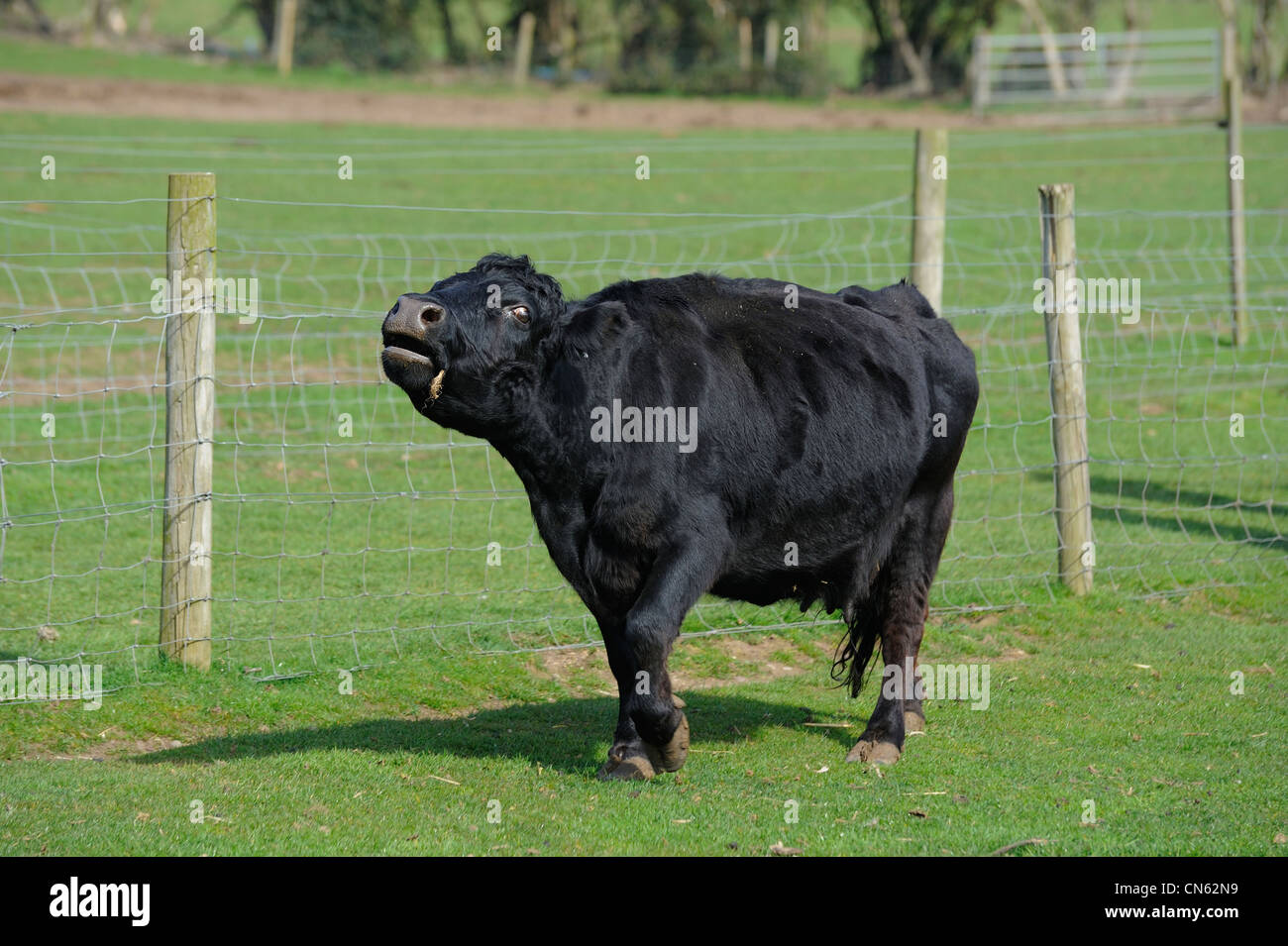 schwarze Kuh muhen in einem weißen Feld Post Bauernhof Nottinghamshire England uk Stockfoto