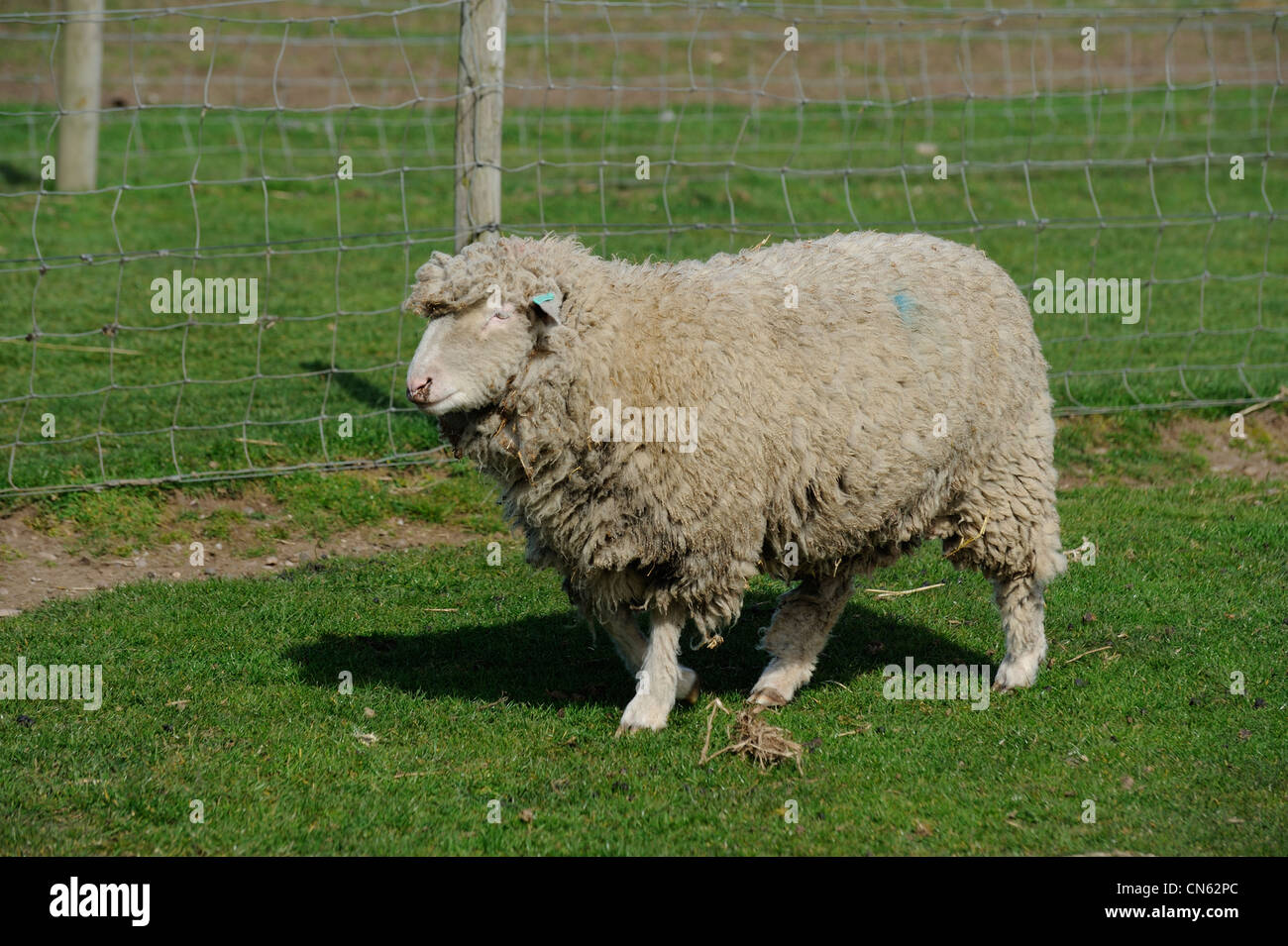 Schafe in einem weißen Feld post Bauernhof Nottinghamshire England uk Stockfoto