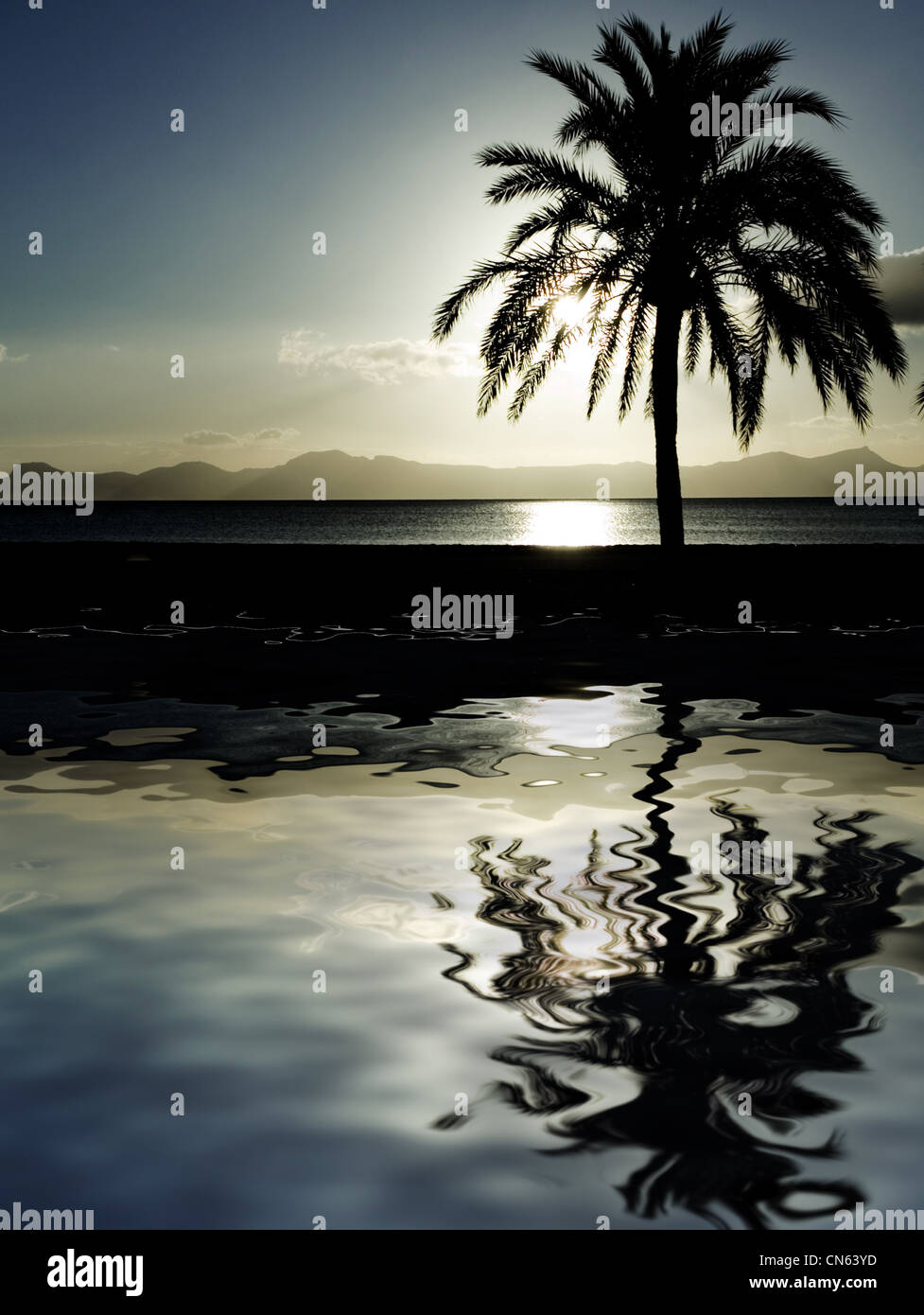 Palme bei Sonnenauf- oder Untergang spiegelt sich im Meer Stockfoto
