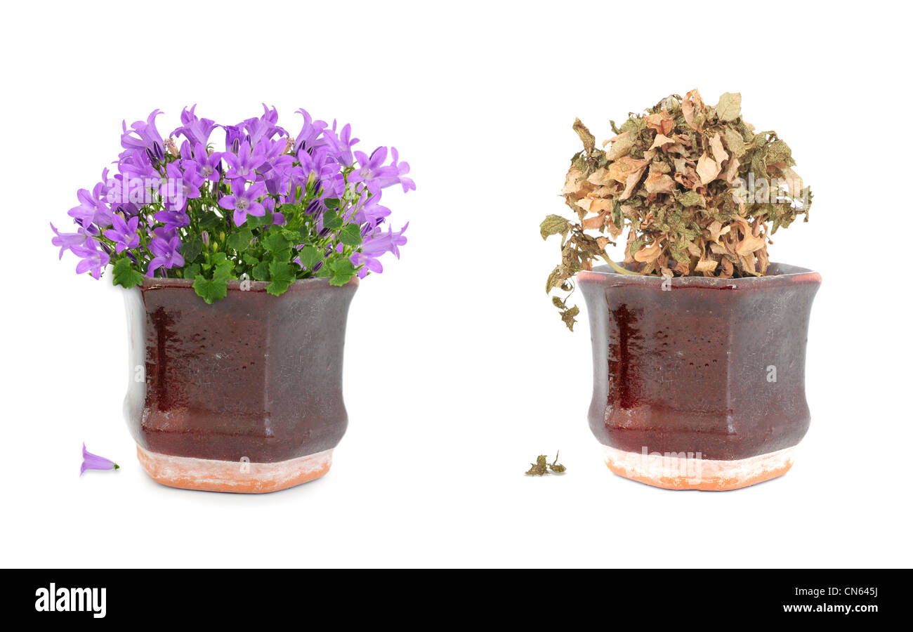 Lila Blüten lebendig und tot Trockenblumen in braun Vintage Topf Stockfoto