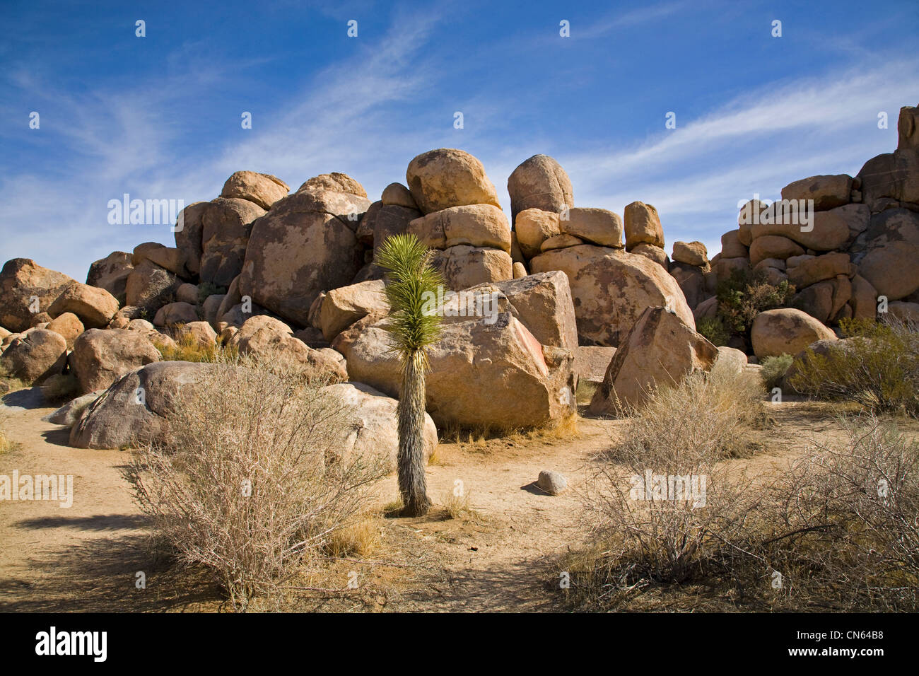 Boulder-Formationen und Josha Baum in Joshua Tree Nationalpark, Kalifornien Stockfoto