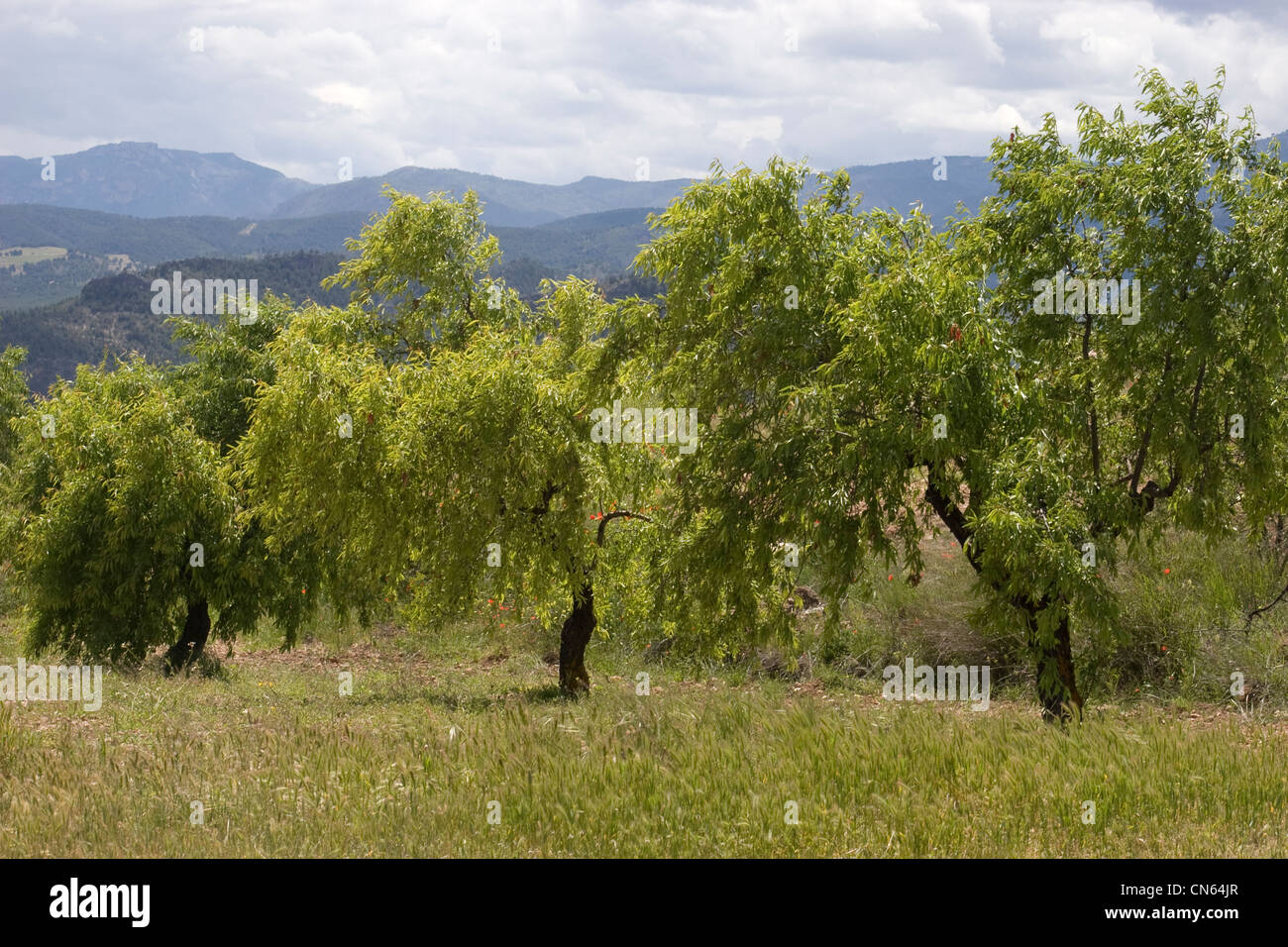 fruchtbares Tal, Kastilien-La Mancha, Spanien Stockfoto