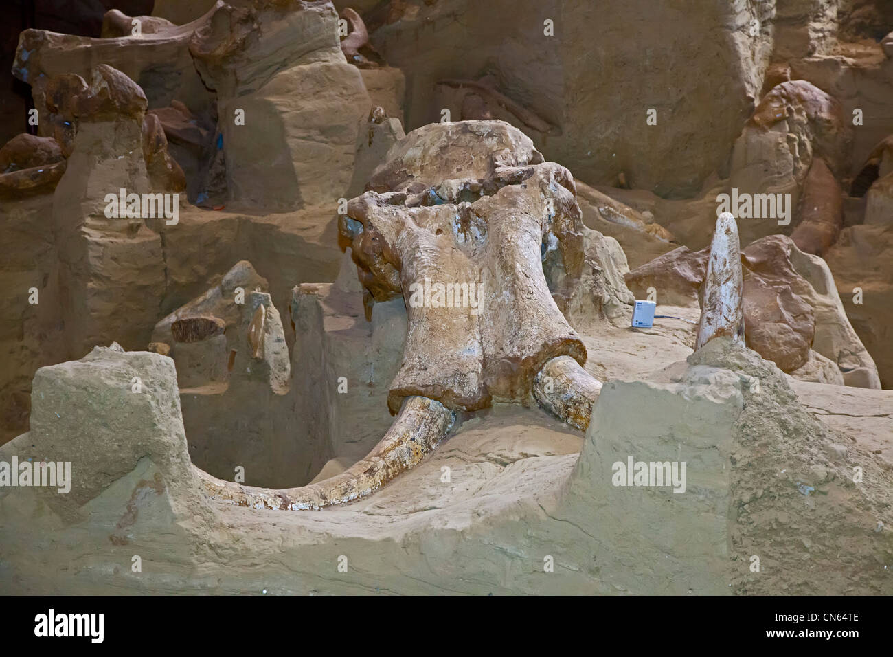 Mammut Website Stockfoto