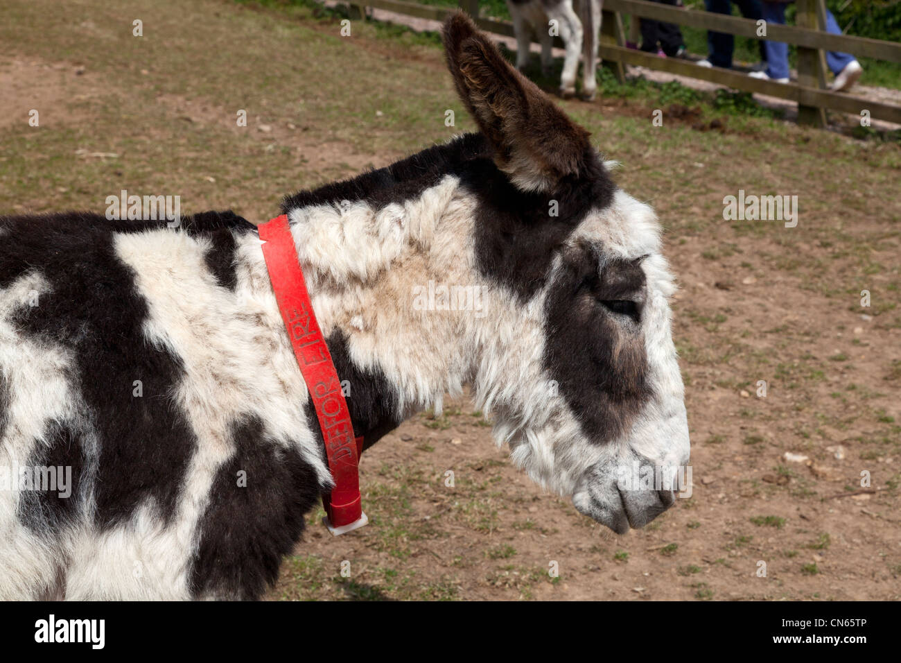 Die Donkey Sanctuary in der Nähe von Sidmouth, Devon Stockfoto