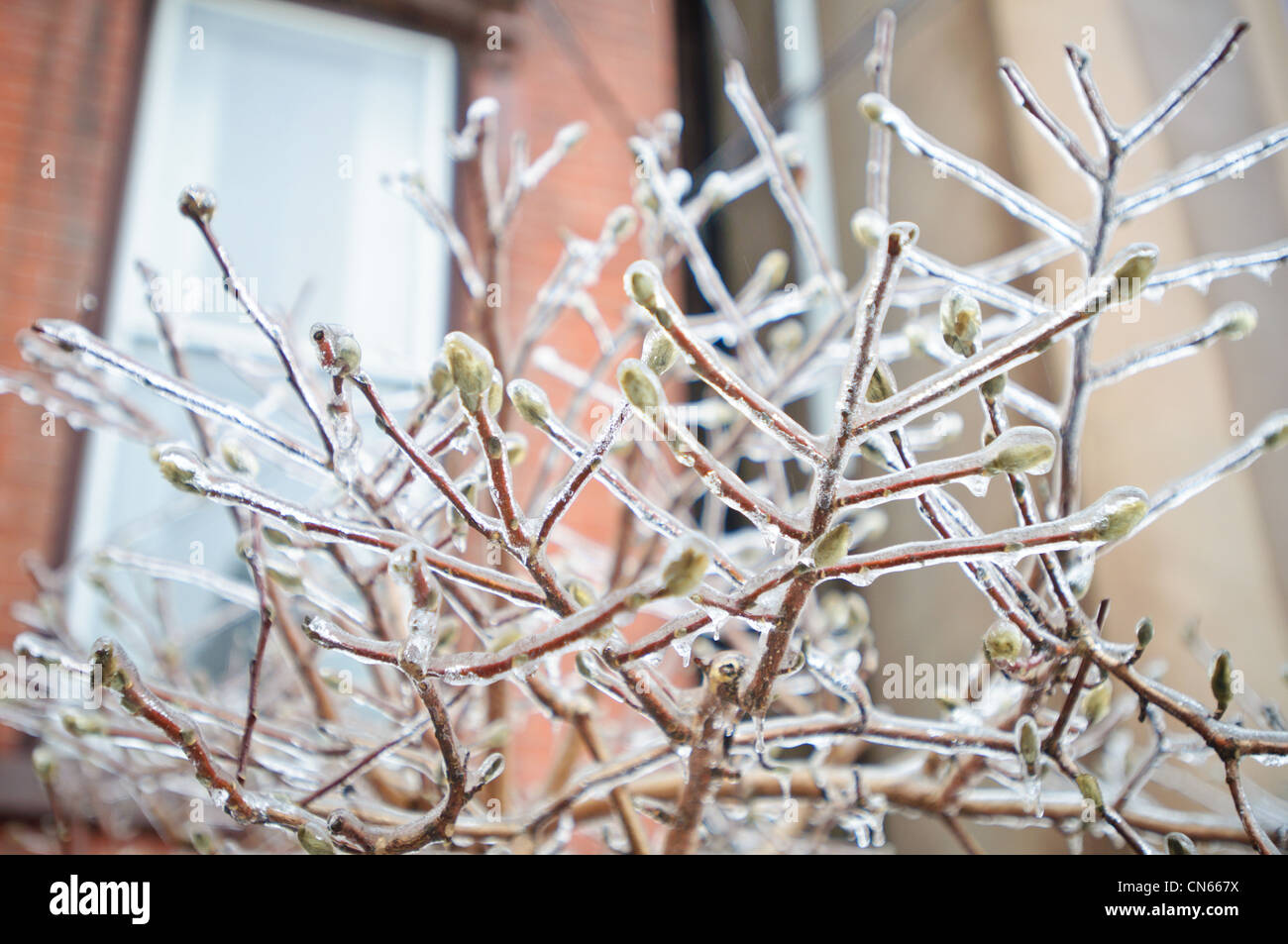 Baum Knospen in Eis eingeschlossen. Stockfoto