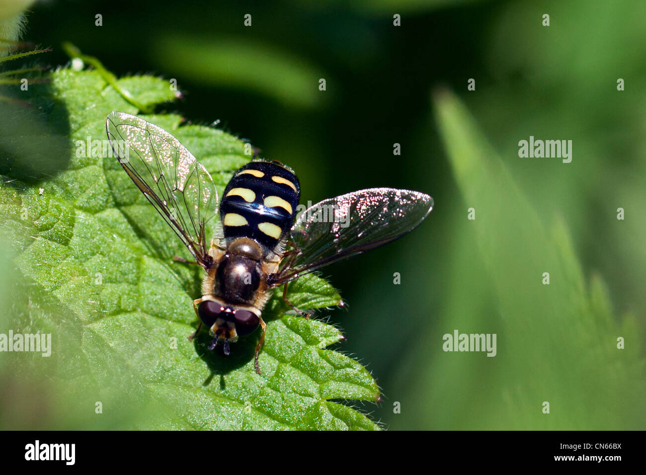 Scaeva Pyrastri europäischen Arten von Hoverfly. Stockfoto
