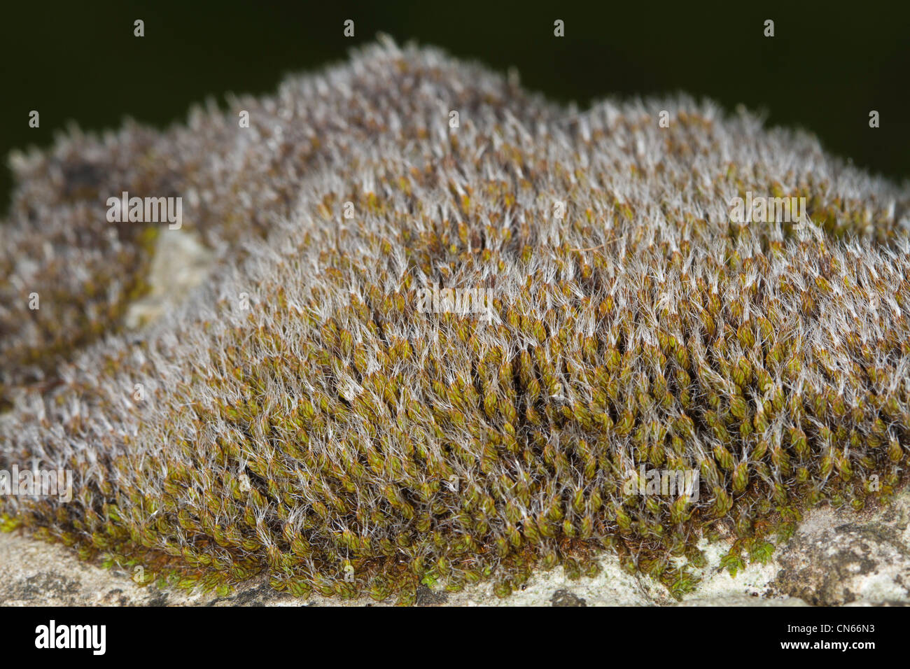 Mittlere Schraube-Moos (Syntrichia Intermedia) auf eine Trockensteinmauer im Peak District Stockfoto