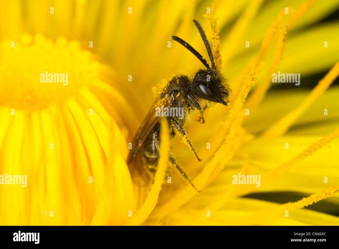 Solitäre Bienen ernähren sich von Pollen in einer Blüte von Colt-Fuß Stockfoto