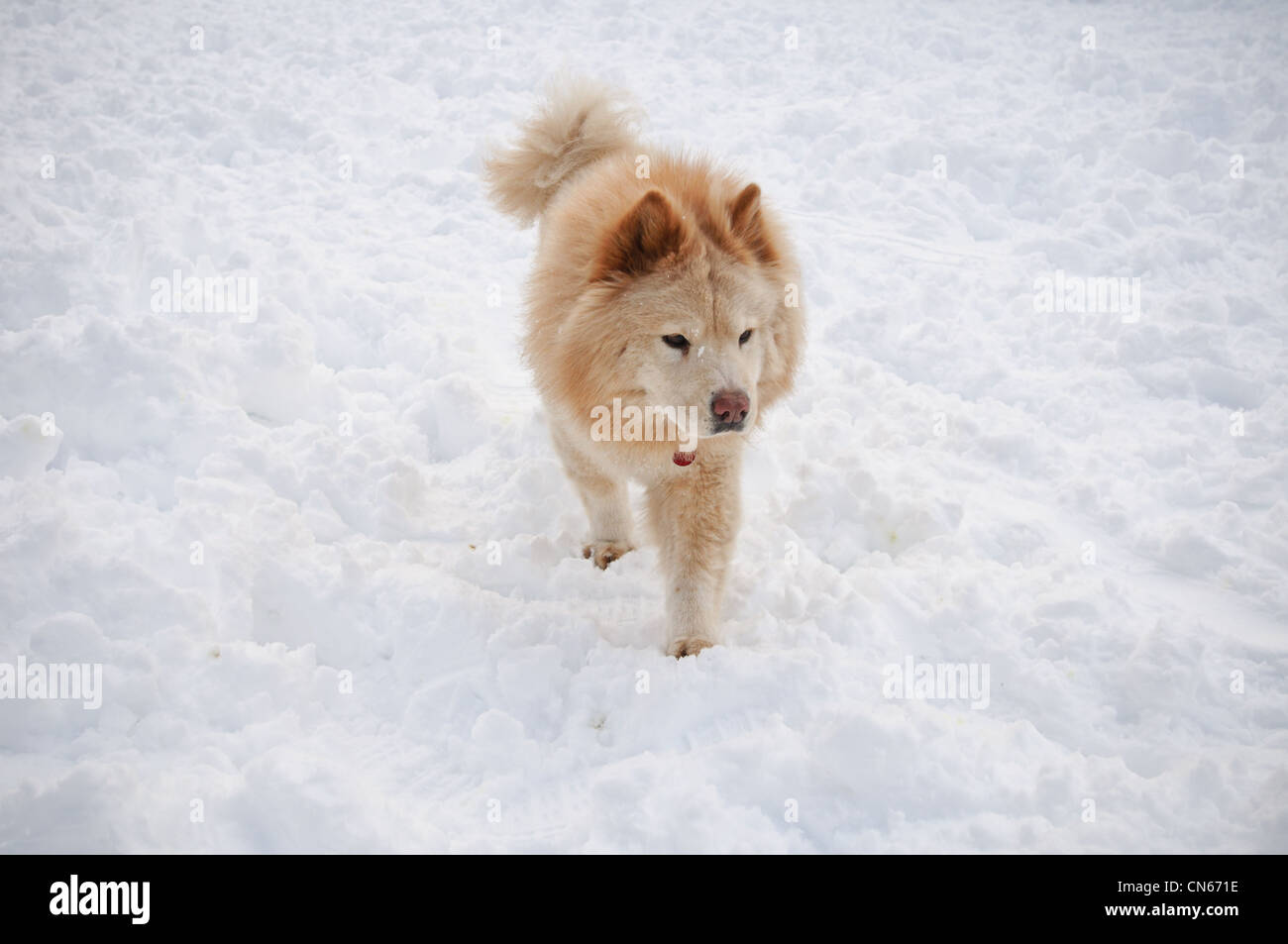 Ein Hund Spaziergänge im Schnee. Stockfoto