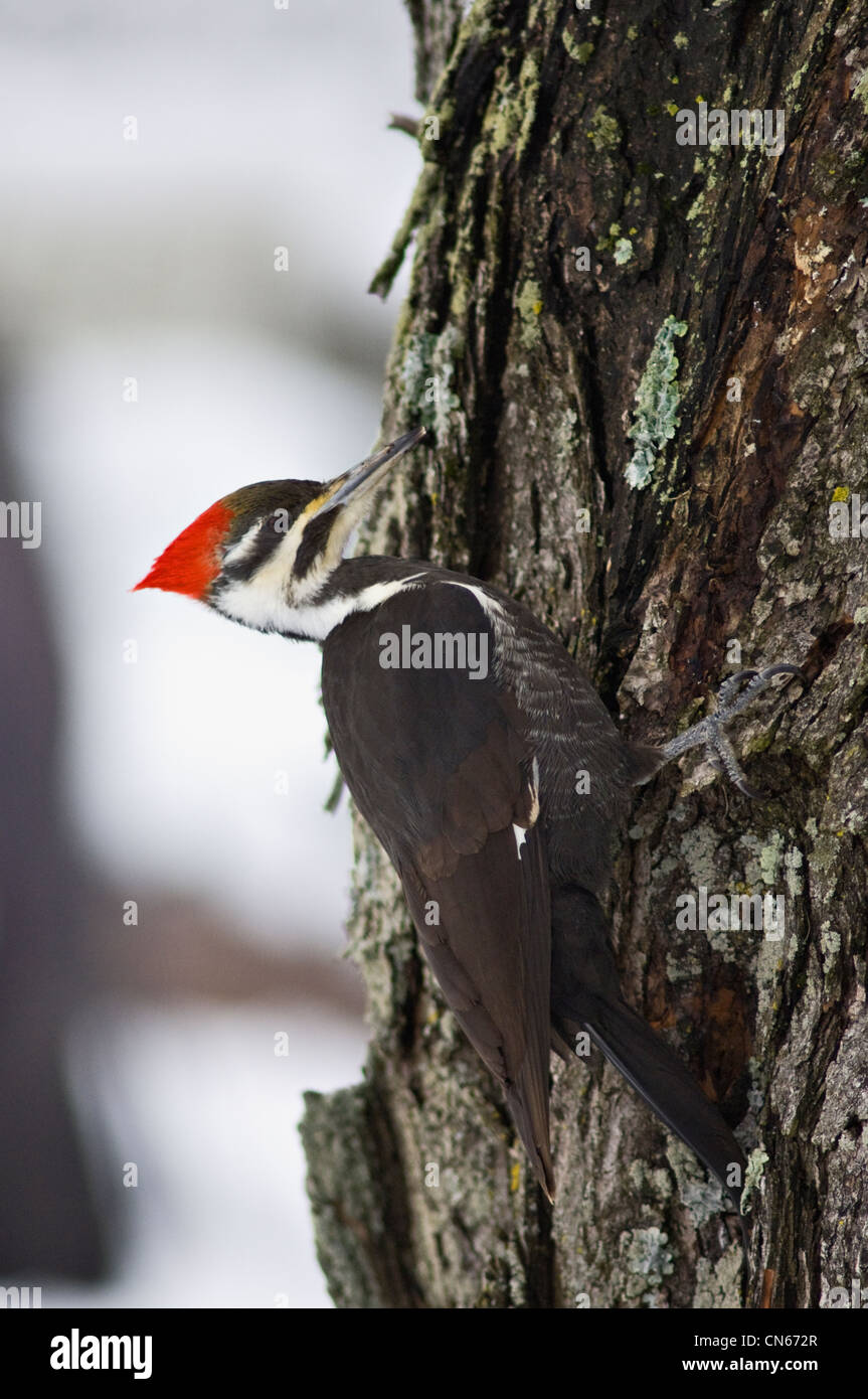 Helmspecht auf Ahornbaum in Indiana Stockfoto