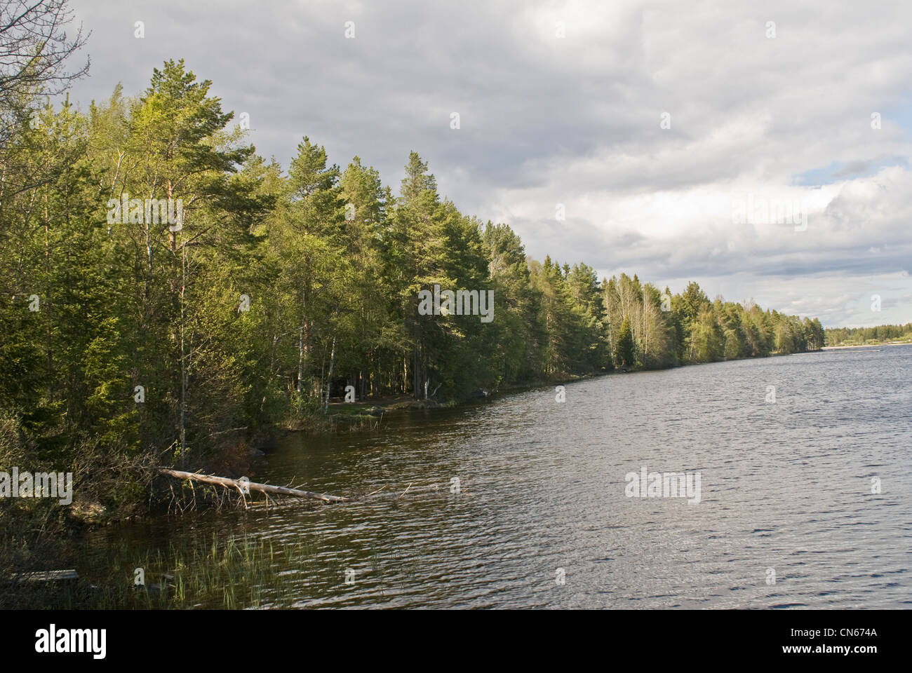 Frühling am See Sweden.Pomladno Jezero V Kraju Umea, Umea, Švedska sonnigen Wald. Schweden.European Kulturhauptstadt 2014 Stockfoto
