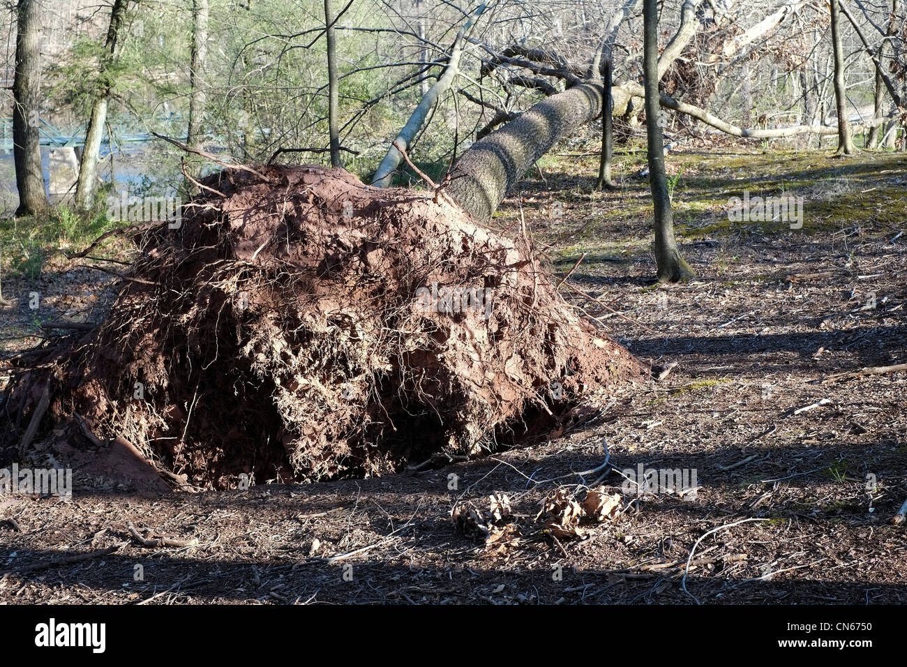 Umgestürzter Baum in einem Wald am Stockfotografie Alamy