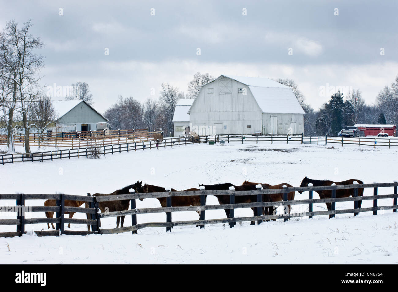 Pferde im Schnee bedeckt Paddock im Harrison County, Indiana Stockfoto