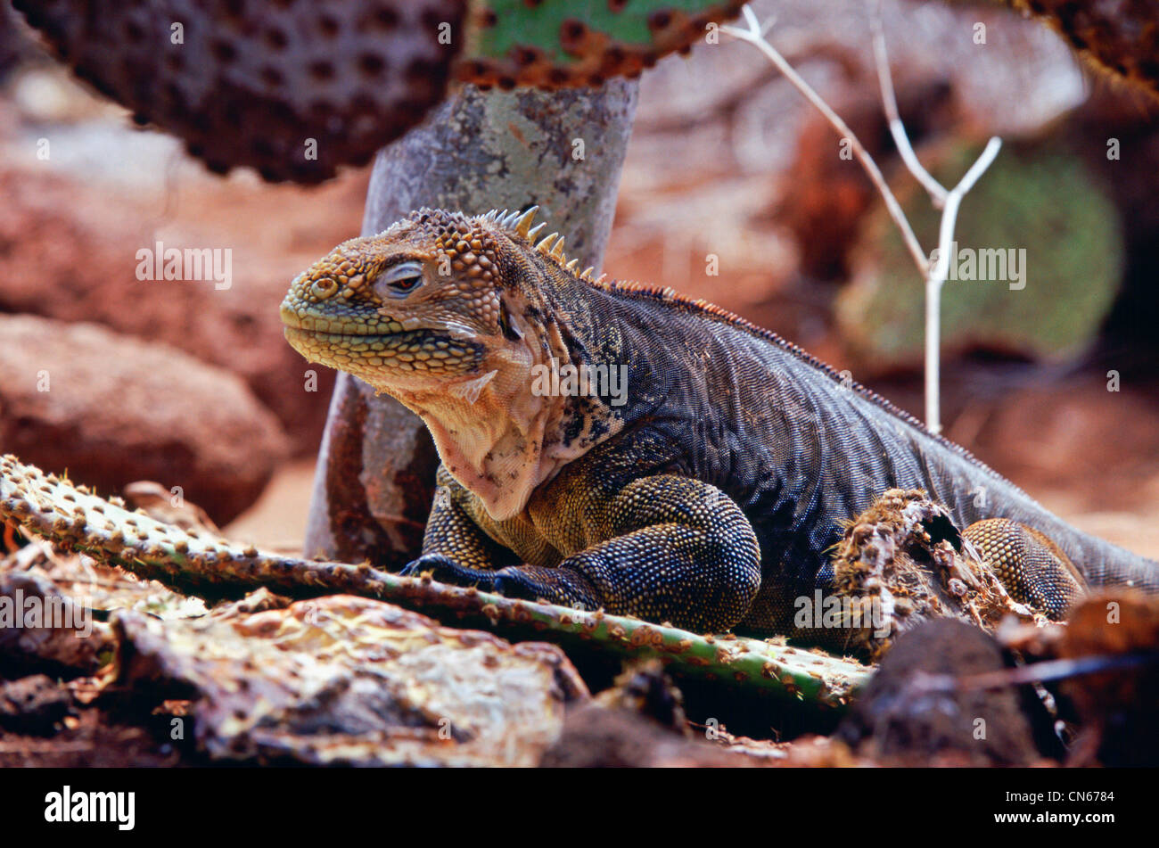 Land-Leguan getarnt unter Kakteen, Galapagos-Inseln, Ecuador Stockfoto