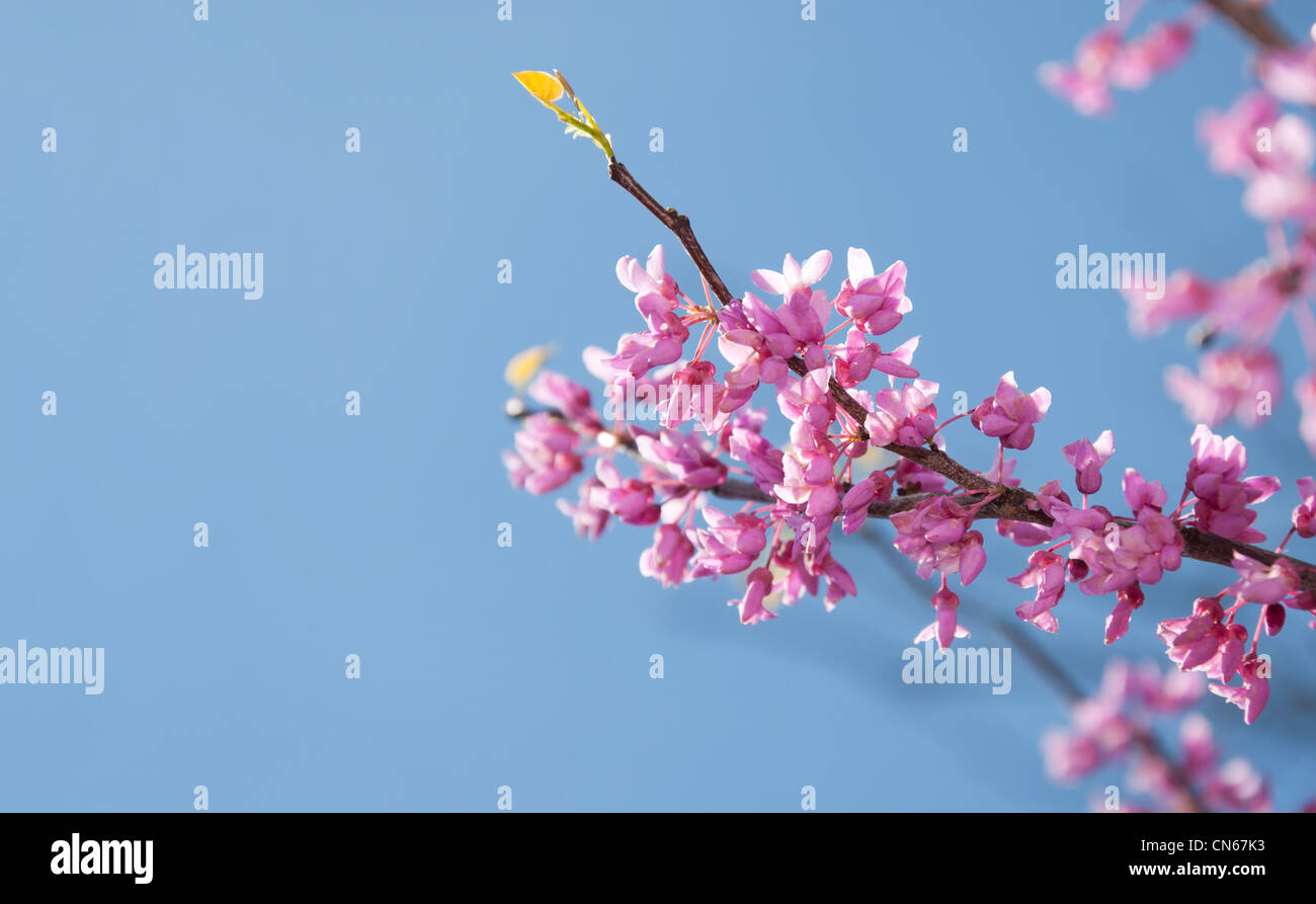 Östlichen Redbud Baum, Cersis Canadensis, brillant rosa Blüten im morgendlichen Sonnenlicht gegen blauen Himmel Stockfoto