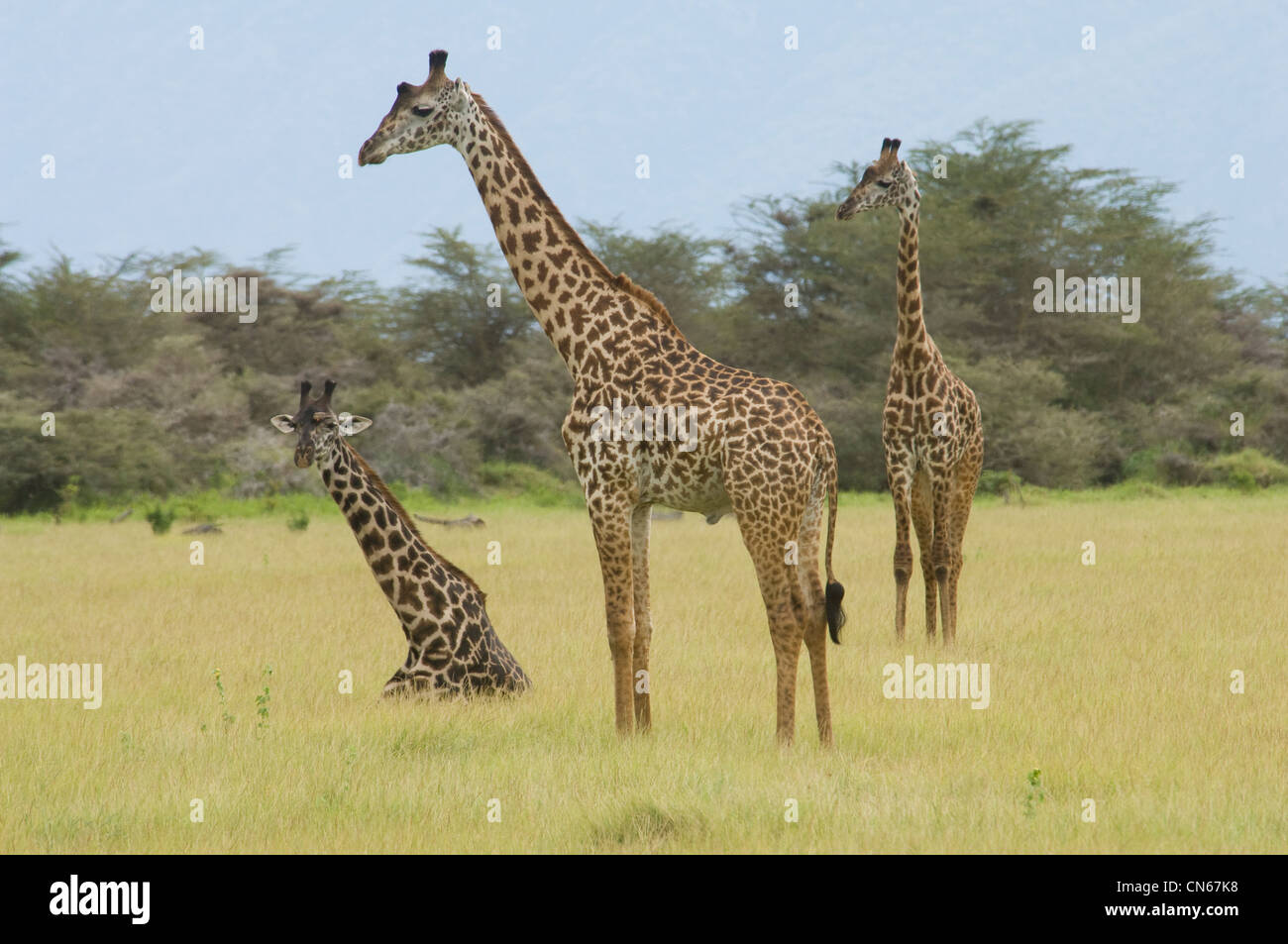 Masai-Giraffen im Ebenen-One liegend Stockfoto