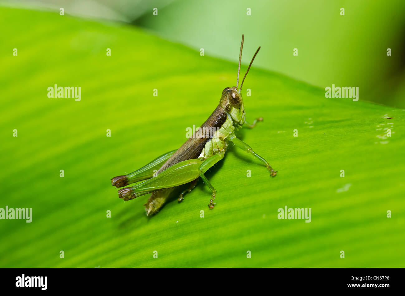 Heuschrecke in der grünen Natur oder im Garten Stockfotografie Alamy